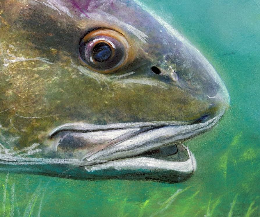 アートパネル　レッドフィッシュ Amazon.com: Redfish Art Prints | Red Drum Artwork